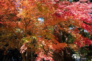 偕楽園　紅葉　221127　1